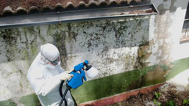 Top rated local Basement Mold Remediation specialists in Devon, PA